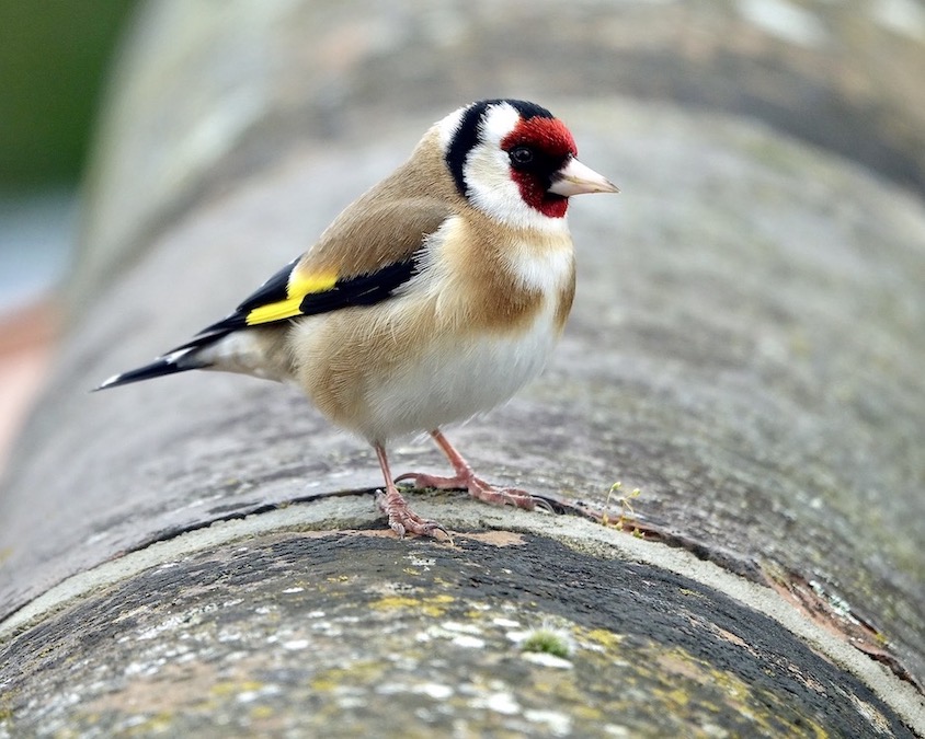 goldfinch